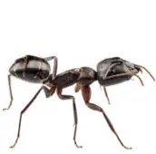 ant control uxbridge