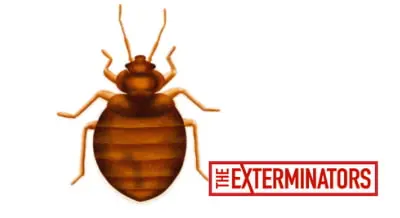 bed bug treatment uxbridge