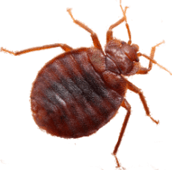 bed bug exterminator uxbridge