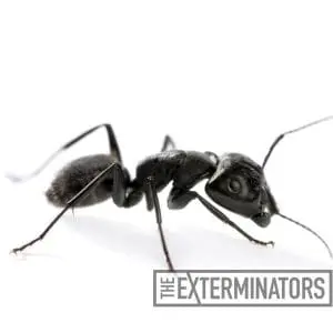 ant infestation uxbridge