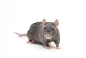 rat control uxbridge