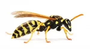 wasp nest removal uxbridge