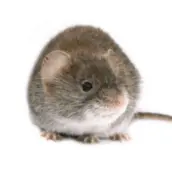 mouse control uxbridge