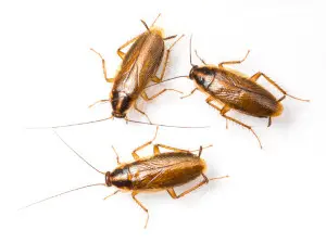 cockroach infestation uxbridge