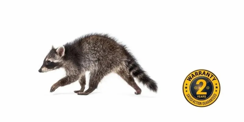 raccoon removal uxbridge