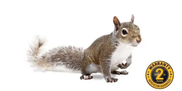 squirrel removal uxbridge 768x384